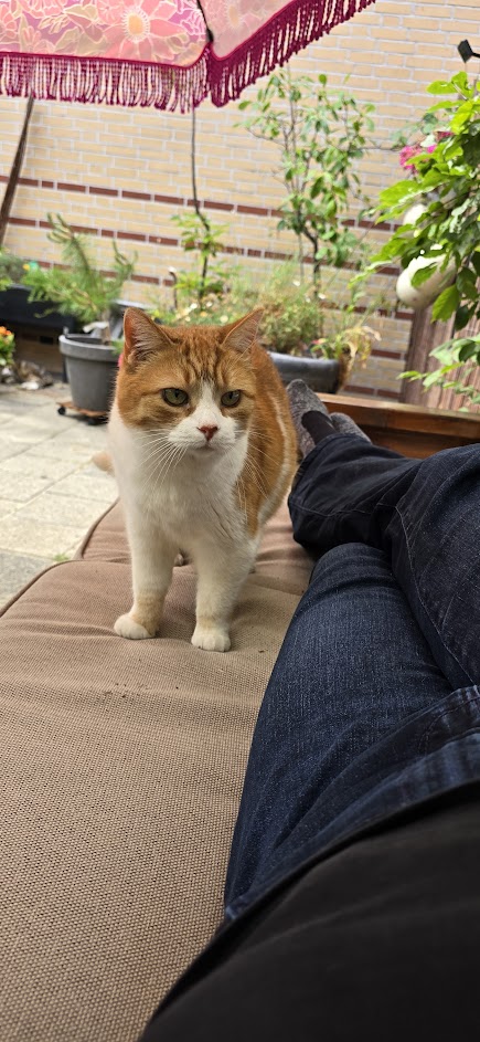 Poes